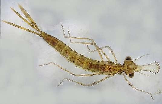 Les signes de la présence des parasites lorganisme de la personne
